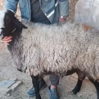 قوچ اصل جنس اصل شال