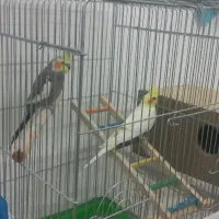 عروس هلندی|پرنده|اردکان, |دیوار