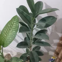 گل آپارتمانی فیکوس|گل و گیاه طبیعی|بهارستان, |دیوار