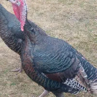 بوقلمون نر وماده محلی