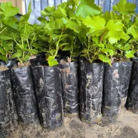 نهالستان انگور نیکخواه