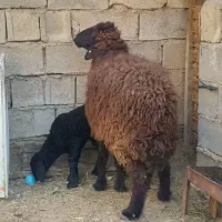 گوسفند مطفل با بره ماده یک ماهه|حیوانات مزرعه|بندر ماهشهر, |دیوار