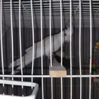 عروس هلندی بالغ|پرنده|مشهد, گلبرگ شمالی|دیوار