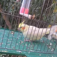 یک عددعروس هلندی نر