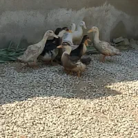 اردک|حیوانات مزرعه|رامشیر, |دیوار