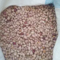 لوبیا چیتی|خوردنی و آشامیدنی|زرین دشت (فارس), |دیوار