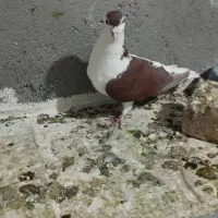 ماده چپ سرخ پاک تمیز فروشی