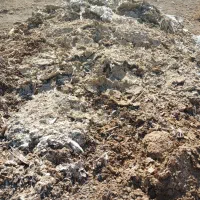 کود کبوتر و گوسفند