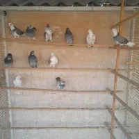 کبوتر پرشی|پرنده|پاکدشت, پارچین|دیوار