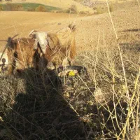 بز  با بزغاله نر|حیوانات مزرعه|سنندج, |دیوار