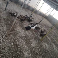 اردک نر و ماده تخم گذار