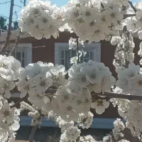 باغسندتکبرگ آبکشاورزی برق،سهیلیه،زعفرانیه،زکی آباد|فروش زمین و ملک کلنگی|کرج, فاز ۲ مهرشهر|دیوار