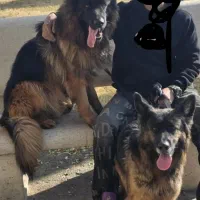 دوقلاده سگ ژرمن شپرد شولاین