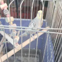 عروس هلندی|پرنده|نیر (اردبیل), |دیوار