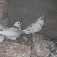 کبوتر پرشی