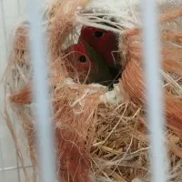 طوطی برزیلی مولد|پرنده|لامرد, |دیوار