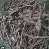 خرید انواع چوب گردو صنوبر بید وغیره ...|خدمات باغبانی و درختکاری|زاینده رود, |دیوار