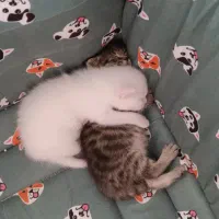 بچه گربه دو ماهه|گربه|چالوس, |دیوار