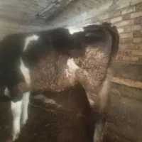 گوساله ماده سیمتال