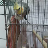 عروس هلندی نر سخنگو|پرنده|امیدیه, |دیوار