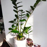 گمشده|اشیا|ارومیه, |دیوار