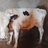 گاو نر سیصد وسی کیلویی