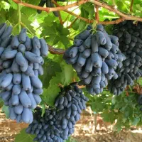 بهترین نهال انگور خارجی در نهالستان غرب|خدمات باغبانی و درختکاری|پردیس, واصفجان|دیوار