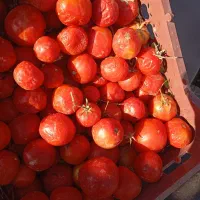 گوجه ربی سالم