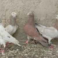 کفتر