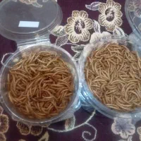 میلورم خشک با کیفیت