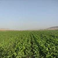 سرمایه گذار میخوام برای احداث باغ