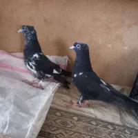 کبوتر  کله سیاه نقش