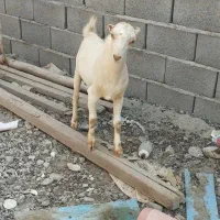 بز نر فروشی