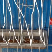 عروس هلندی کوتوله|پرنده|سبزوار, کهنه آب|دیوار