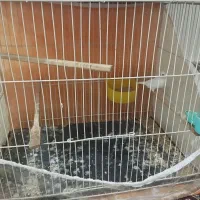 فنچ|پرنده|چناران, |دیوار