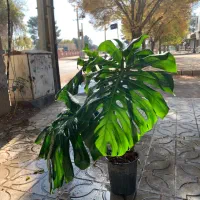 برگ انجیری کینگ|گل و گیاه طبیعی|کرمانشاه, |دیوار