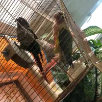 طوطی گیرین چیک