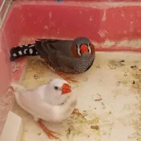 فنج نر یه جفت|پرنده|خسروشاه, |دیوار