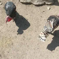 فروشی