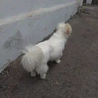 واگذاری سگ|سگ|محمودآباد, |دیوار