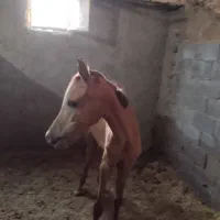 کره عرب پوزه دار|اسب و تجهیزات اسب‌سواری|کمیجان, |دیوار