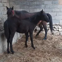 اسب|حیوانات مزرعه|ساری, |دیوار