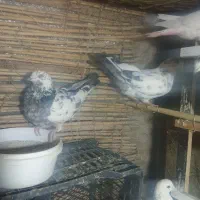 زوردار|پرنده|ایوان, |دیوار