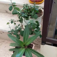 گل آپارتمانی