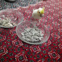 جفت مولد و سرحال|پرنده|مهاباد (آذربایجان غربی), |دیوار