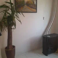 یوکا تنه دار|گل و گیاه طبیعی|تهران, درکه|دیوار