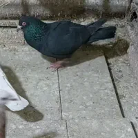 زیل نر همدانی
