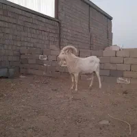 نربز سانن صددرصد خالص ..راور