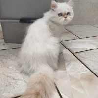 پرشین ماده ردپوینت