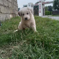 میکس توله شیتنزو اشپیتز|سگ|چمستان, |دیوار